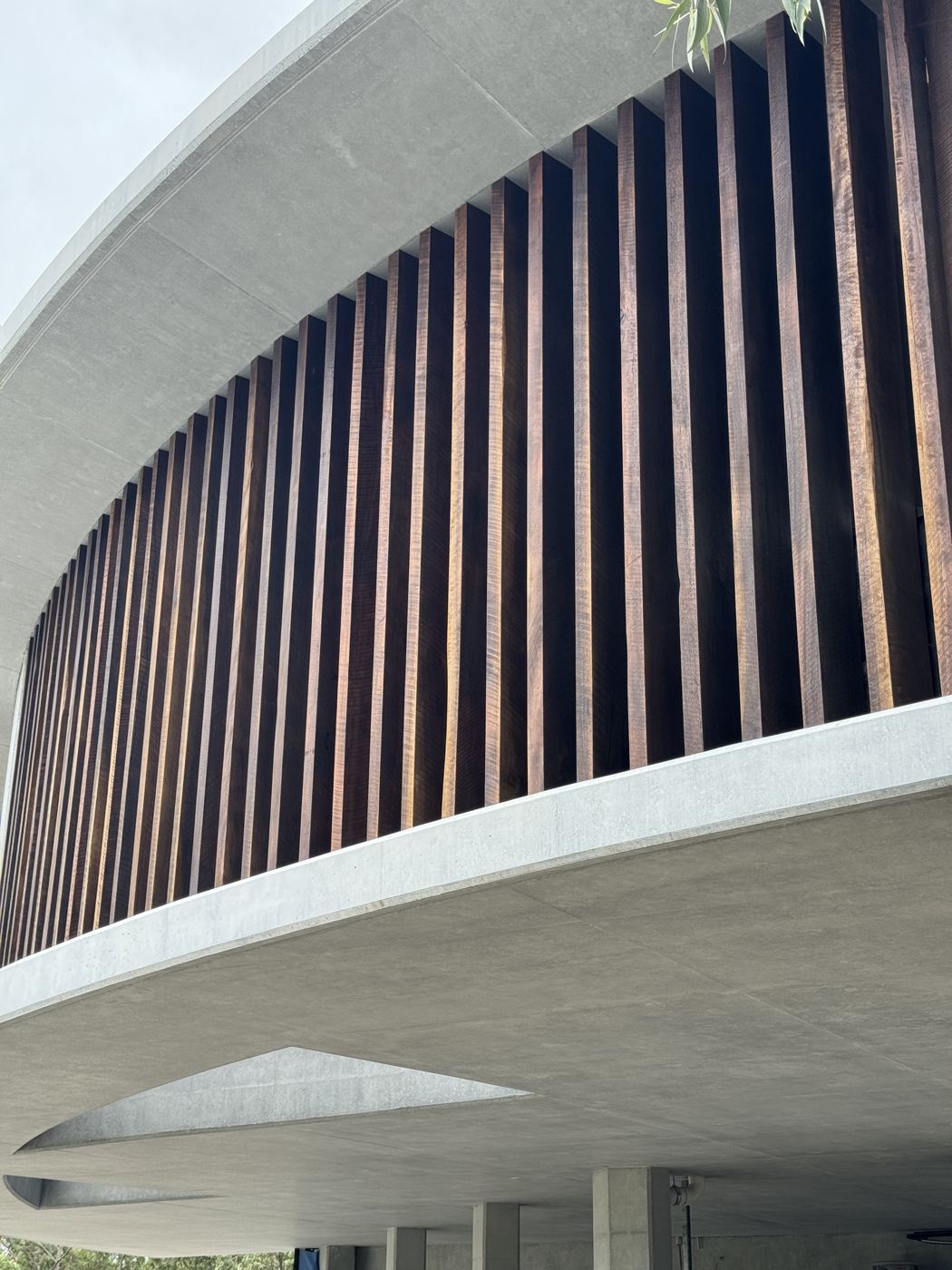 Close view of rough-sawn hardwood battens under a curved concrete slab